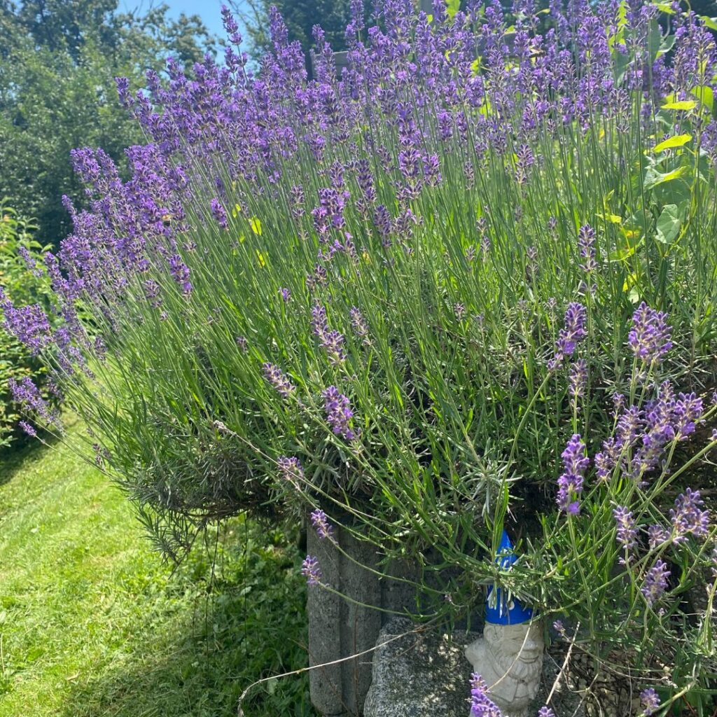 Lavendel aus dem Garten